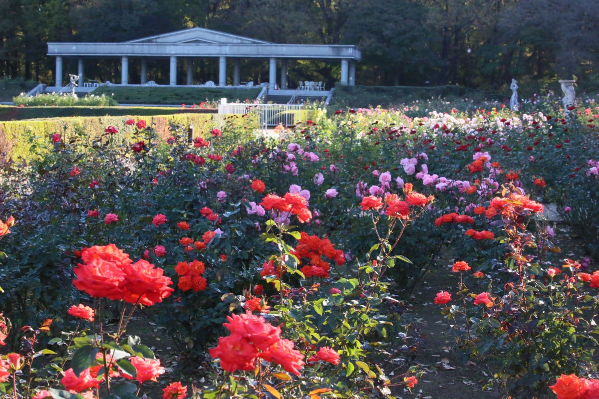 神代植物公園 ニュース スタッフより 広報係 本日の朝のばら園の様子です 見頃のバラ を引き続きご覧いただけます 菊花大会は 本日で終了となります バラ 菊 菊花大会 神代植物公園 神代植物公園 ニュース スタッフより 広報係 本日の朝のばら園の様子です 見頃のバラ を引き続きご覧いただけます 菊花大会は 本日で終了となります バラ 菊 菊花大会 神代植物公園
