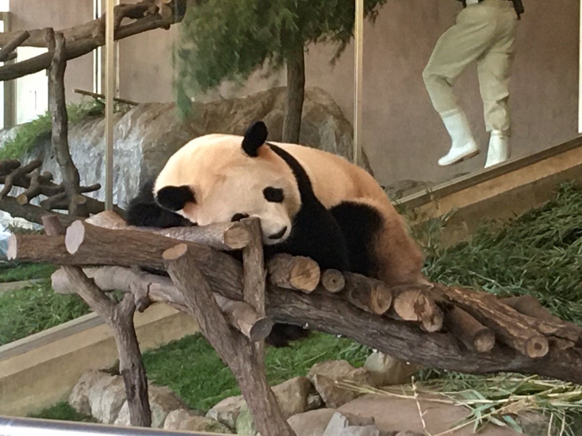 んまちゃん パンダーパンダパンダパンダ 可愛いパンダ 白浜旅行行ってきた パンダ可愛いよね 遊んだのは11月21日だけどその翌日の11月22日には良浜ちゃんが元気な男の子を出産した おめでとう パンダって何でこんなに んまちゃん パンダーパンダパンダパンダ 可愛いパンダ 白浜旅行行ってきた パンダ可愛いよね 遊んだのは11月21日だけどその翌日の11月22日には良浜ちゃんが元気な男の子を出産した おめでとう パンダって何でこんなに