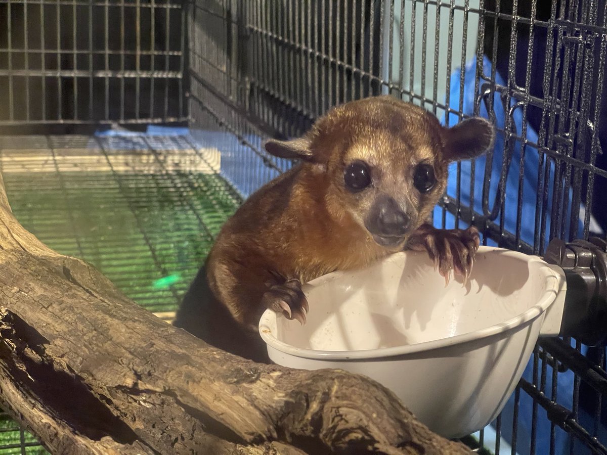 岡山キモかわいい展 Kimokawaiiten Twitter