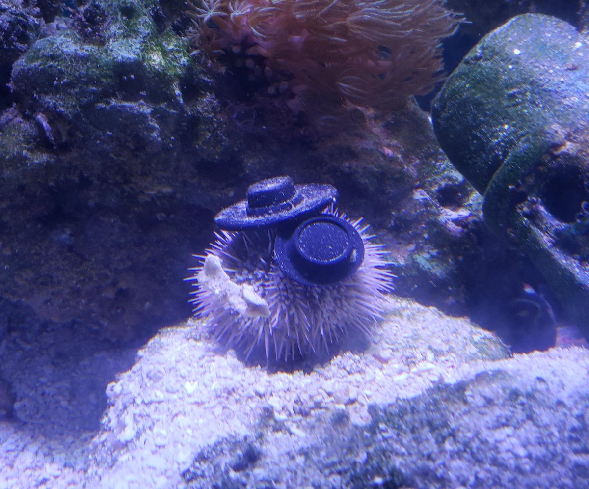 so it turns out these urchins belong to u/VanillaBean5813 on reddit, and one of them likes to hog the hats