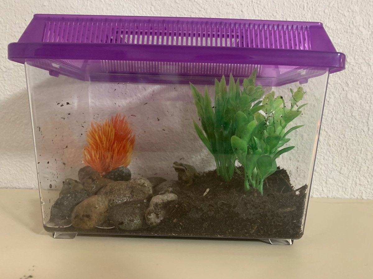 codi_hewlett's tweet photo. I found a frog while I was at work today so naturally I took it home.. everyone meet bob :) https://t.co/1dsvMqWVWs