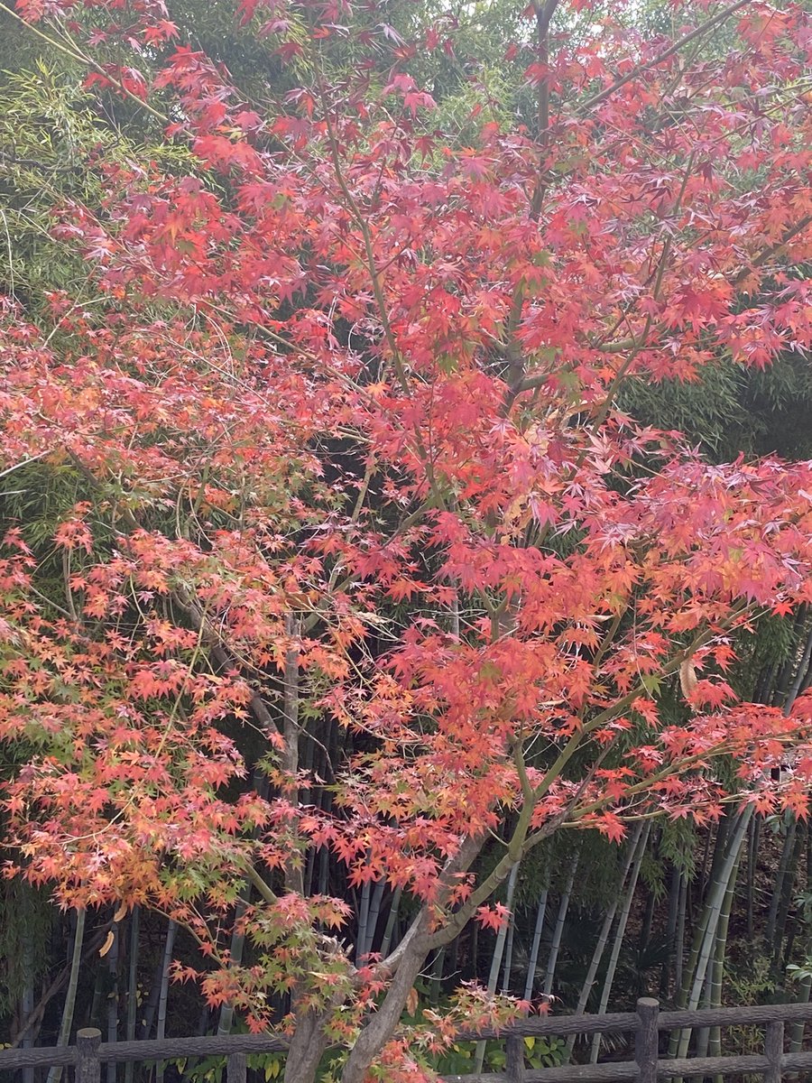 nekoneko_ny's tweet photo. 名所へ行かずともご近所にこんな見事な紅葉があるぞ。
#近所で紅葉狩り #NotGoTo https://t.co/vSvnLrodAJ