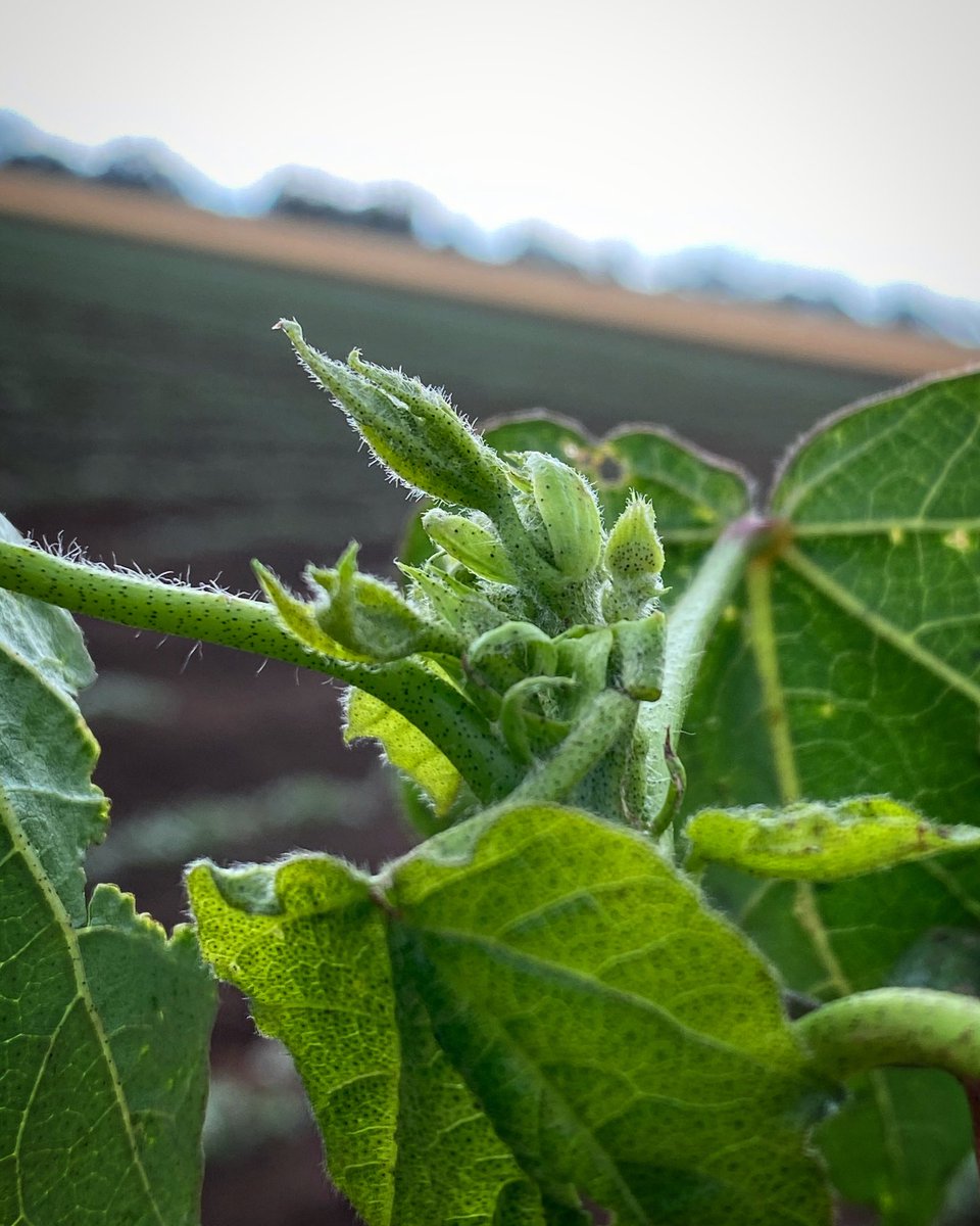 ⁦<a href="/GabNapes/">Gabby Napier</a>⁩ found the first pin head square in our trials for the season! Anyone else seeing any? @NSWDPI_AGRONOMY <a href="/CottonResearch/">CRDC</a> ⁦<a href="/CottonInfoAust/">CottonInfo</a>⁩