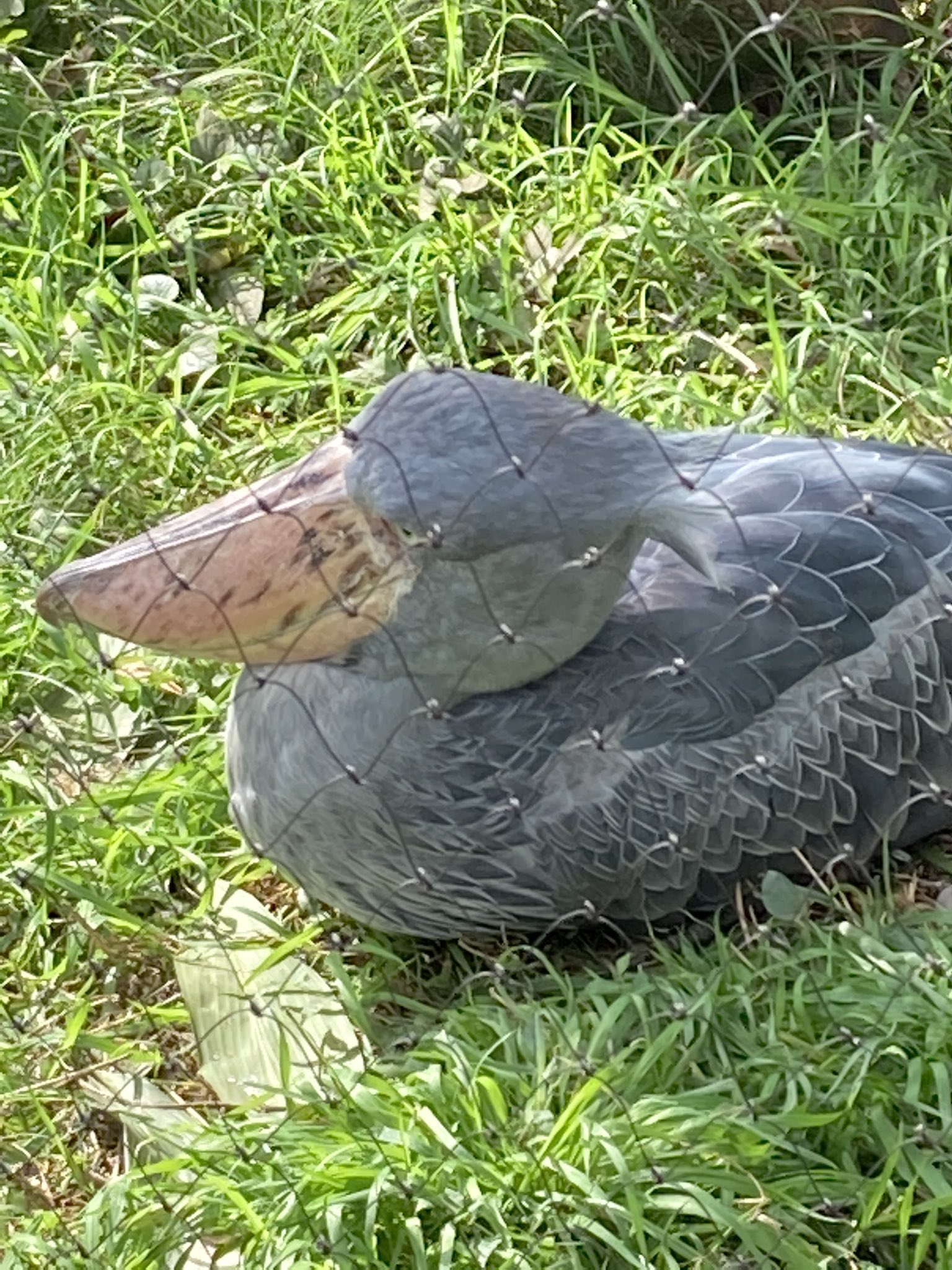 上野動物園ハシビロコウ Twitter Search Twitter