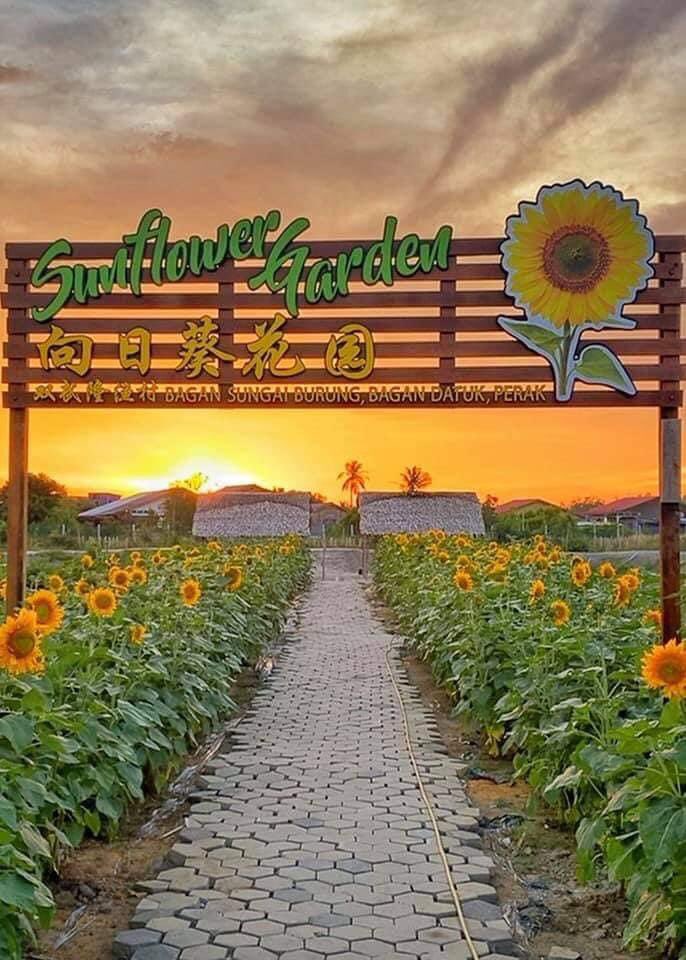 Taman bunga matahari bagan datuk