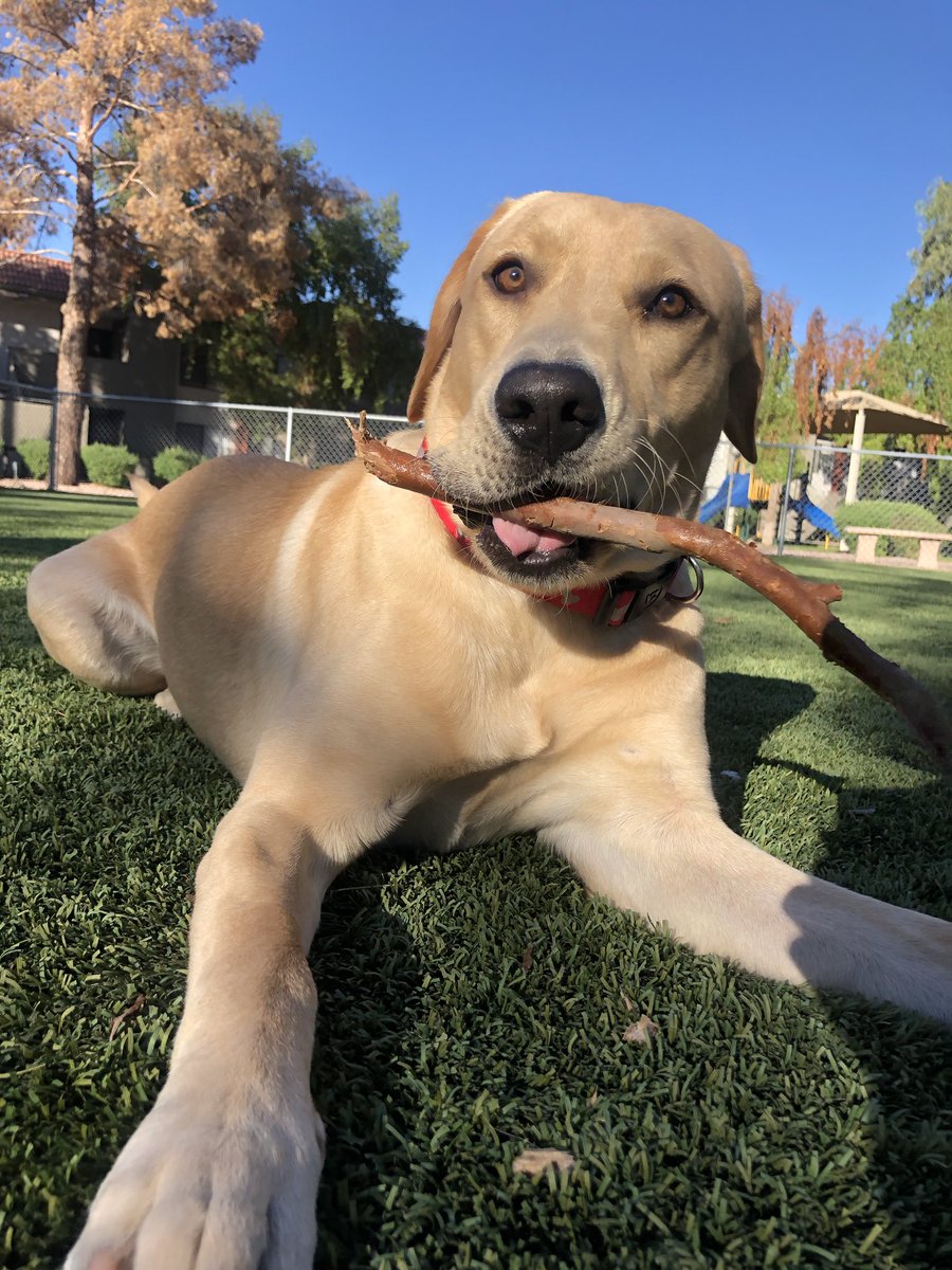 abbyvenuti's tweet photo. My good boy Marley https://t.co/NppPOMf50E