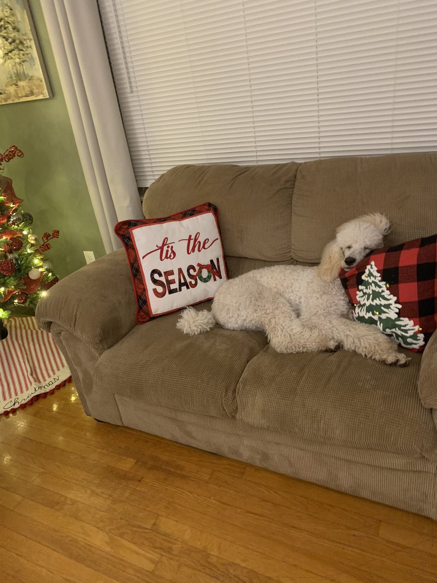 MaddieLaught's tweet photo. Ugh I’m obsessed with my dog. 😅😍 https://t.co/OdTTgpPncA