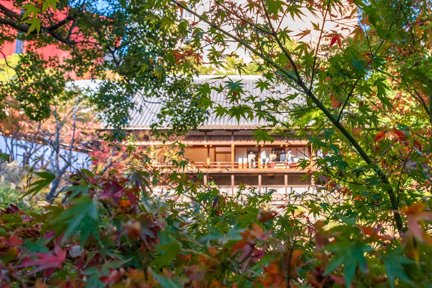 とみーせぷたん 写真用 11 21 小倉城庭園の紅葉 初めて小倉城庭園に行きました 風情がありとても心落ち着く場所ですね 紅葉も綺麗に色づいていました Nikon D750 Af S 28 300mm F3 5 5 6g 小倉城庭園 紅葉 T Co K3af36k81l
