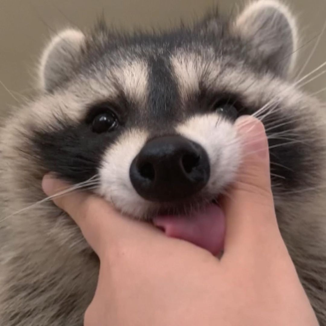 🦝🦝