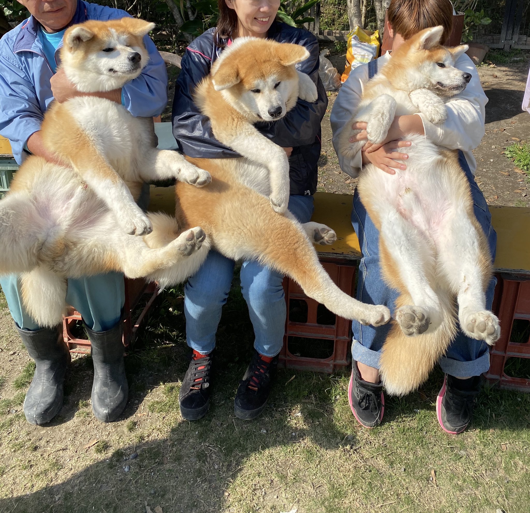 兄弟犬 Twitter Search Twitter