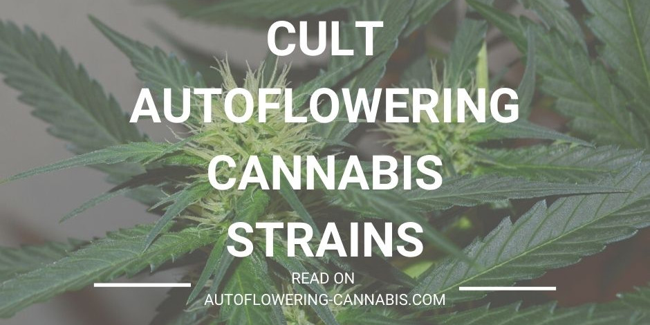 Marijuana strain seeds for hydroponic