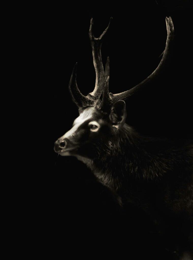 Glowing in the dark...fineart portrait of a male sambar deer https://t.co/KhZjUH934M