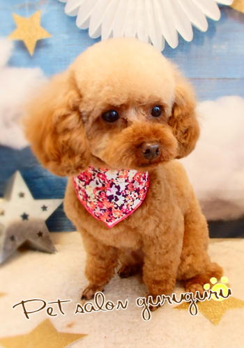 Petsalon ぐるぐる ペットサロンぐるぐる Petsalongurugur Twitter Petsalon ぐるぐる ペットサロンぐるぐる Petsalongurugur Twitter