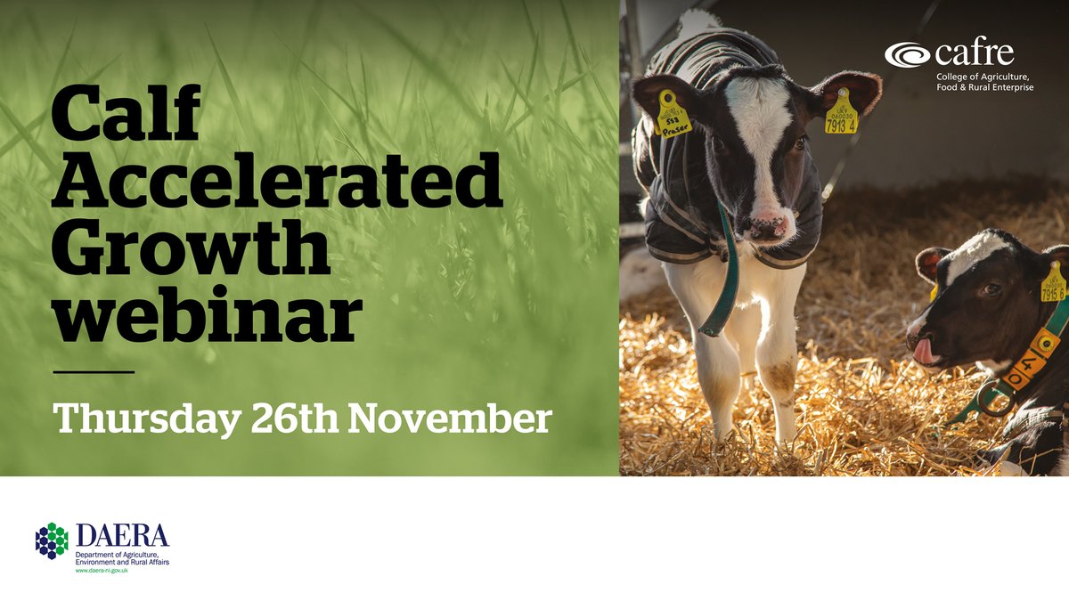 DiscoverCAFRE's tweet photo. CAFRE invites you to the second of a series of three Sustainable Calf Rearing webinars. Event 2 will focus on implementing accelerated growth in dairy heifer calves.

📅Thursday 19th Nov at 8pm
📍WebEx

For more information 
https://t.co/QTYRxUz2je https://t.co/KneB1HtJCi
