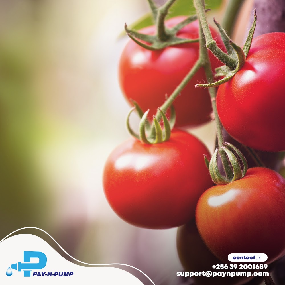 paynpump's tweet photo. Are your tomatoes thirsty? Time to get your solar water pump system and start irrigating
#PaynPump #Water #Waterpumping #solarwatersolutions #watersolutions #Uganda https://t.co/0nMCZZ6c4i