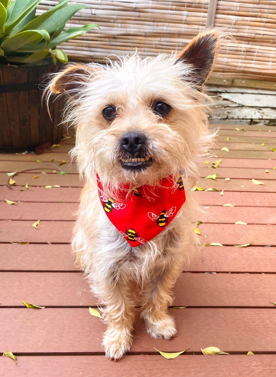 MadLatham's tweet photo. LOST DOG: Missing from SUNSHINE, VIC. 

Went missing 7pm Saturday 22nd. 

MICROCHIPPED not aggressive and potentially injured. 

Last potential sighting at Kinder Smith Reserve, Sunshine on Sunday 23rd. 

Posted in lots of Fb groups, vets, animal shelters etc all contacted. https://t.co/Zv0s6nA9fk