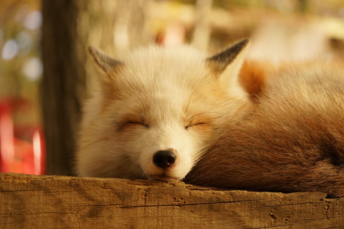 りゅうみょう 動物寝顔選手権 キツネ村