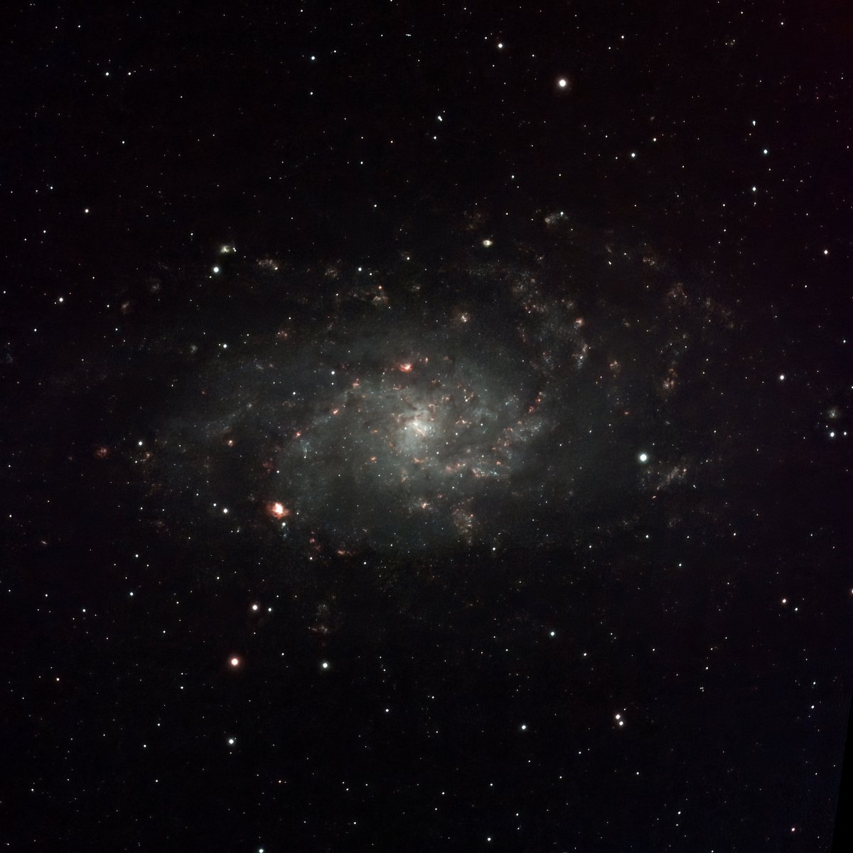 BlackChoku's tweet photo. #M33, #TriangulumGalaxy
I re-edited my first galaxy photo taken this year.
5min x 36, Gain 100 (Unity Gain), -10 degree Celsius
#LeNhance #FOT104(#FounderOptics) with x0.8reducer, #AdvancedVX, #ASI533mc (#ZWO), #QHY5LIIM, #Stellaimage, #SilkyPix, #DeNoiseAI, DeepSkyStacker https://t.co/a0vQeNDYsY