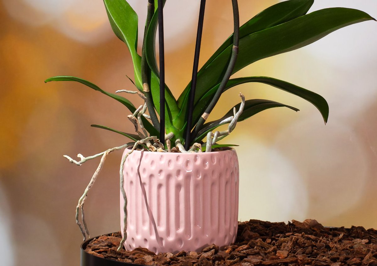 Levoplant tweet media