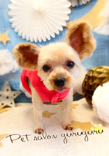 Petsalon ぐるぐる ペットサロンぐるぐる Petsalongurugur Twitter Petsalon ぐるぐる ペットサロンぐるぐる Petsalongurugur Twitter