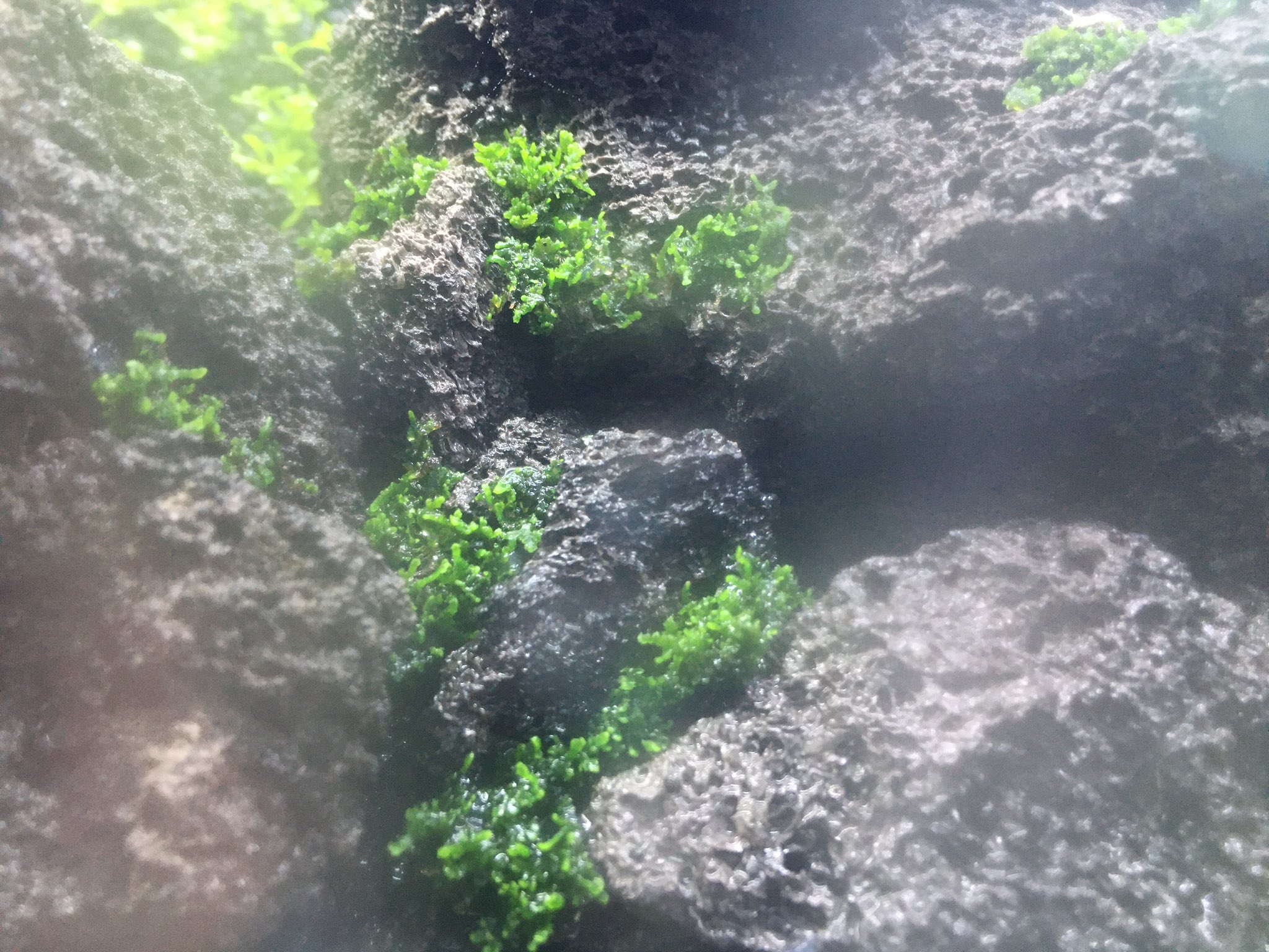 水草人 モスの活着はミスト式 プレモスはミストの方が成長早くてオススメ 水草人 モスの活着はミスト式 プレモスはミストの方が成長早くてオススメ