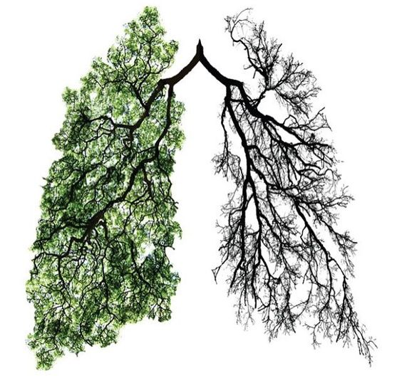 ecoturra's tweet photo. Los bosques son los principales sumideros de CO2 del planeta encargados de absorberlo de la atmósfera, almacenarlo y devolver oxígeno 🌳 https://t.co/e0so6AWSc9