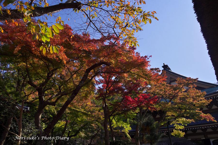 横浜 鎌倉 写真散歩 北鎌倉 円覚寺の紅葉 11 23 残念ながら 早く紅葉した木はかなり枯れ散って 前半の見頃ピークは過ぎたようです 全体の状態は 18年の最悪塩害に次ぐ悪さに見えます 残念 左は11 15 右は11 23