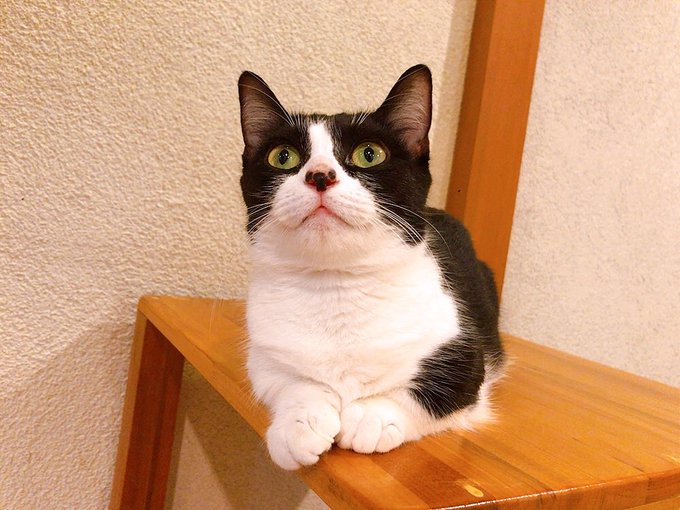 猫カフェ心猫のtwitterイラスト検索結果 猫カフェ心猫のtwitterイラスト検索結果