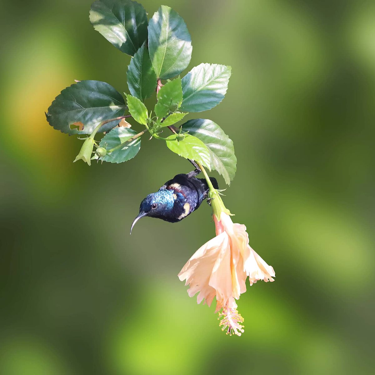 attempting_arts's tweet photo. Sunbird at home!!
#MPtourism #photography #wildlife #birds #sunbird https://t.co/SKj7uzK5qU