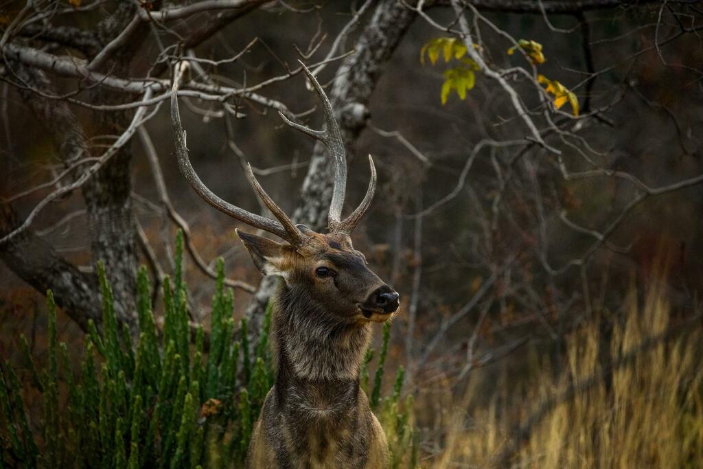 Portrait of Sambar Deer From Ranthambore National Park, Rajasthan, India. #nature https://t.co/u3nVOj3O9X