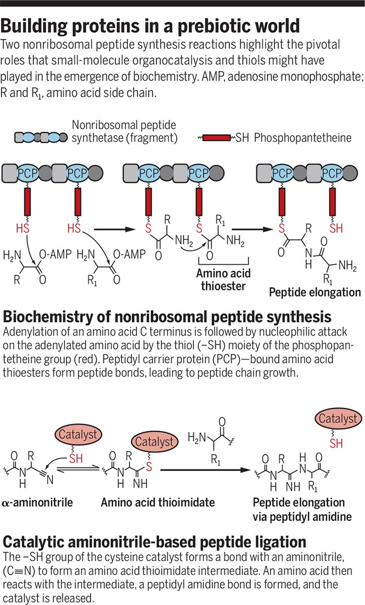 ScienceMagazine's tweet photo. How were the first proteins formed on the path from chemistry to life? Despite more than 65 years of research into the chemical origins of life, there is still no clear answer. 

New research tackles the protein-synthesis conundrum from a new angle. ($) https://t.co/VBSwq0EGR6 https://t.co/8sUUqcFq5r