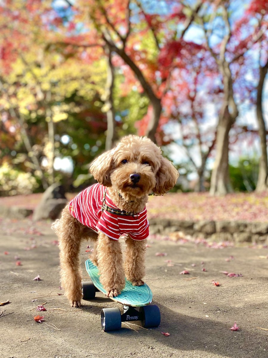 תג スケボー犬 בטוויטר