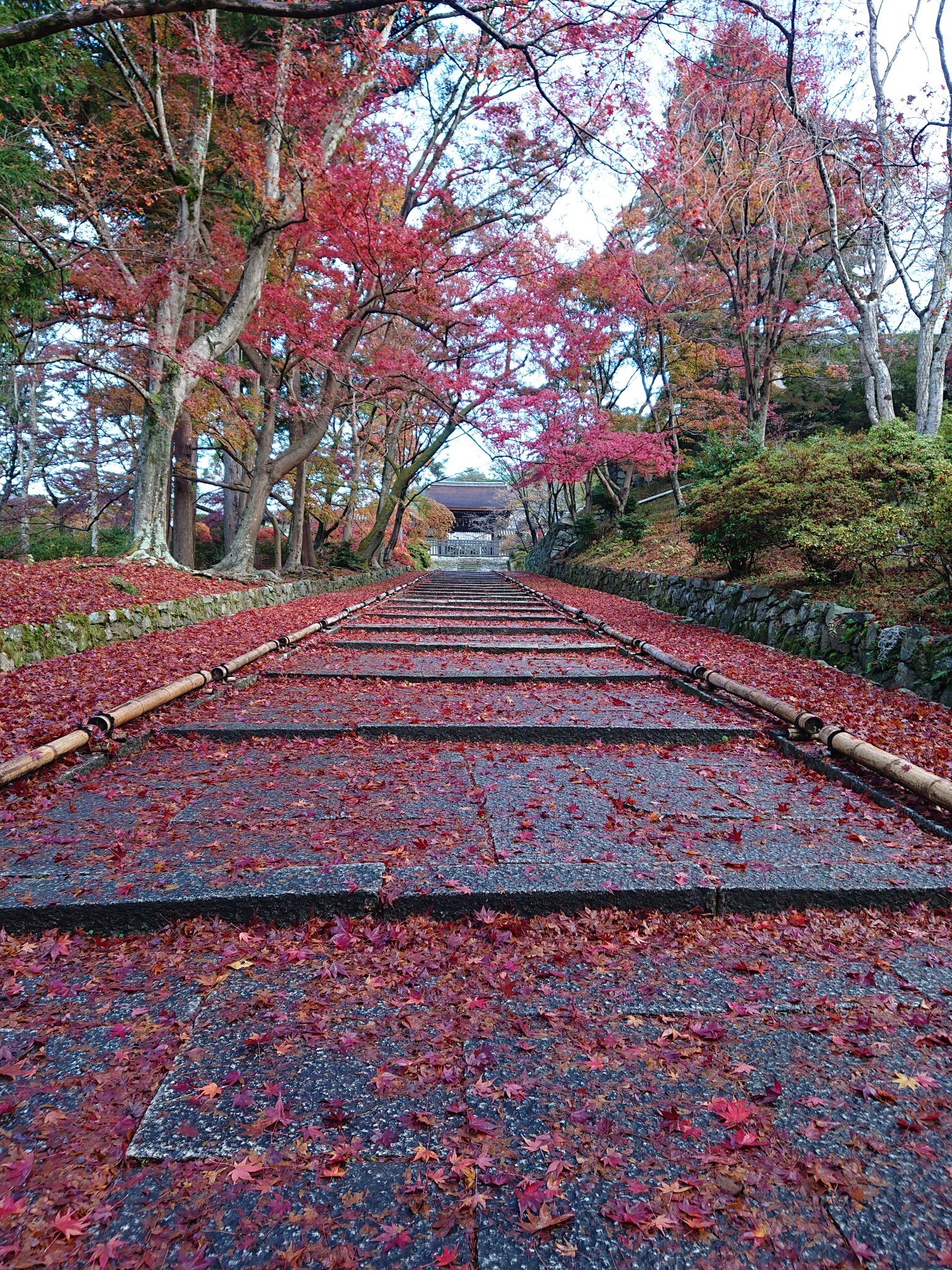 紅葉の絨毯 Twitter Search Twitter