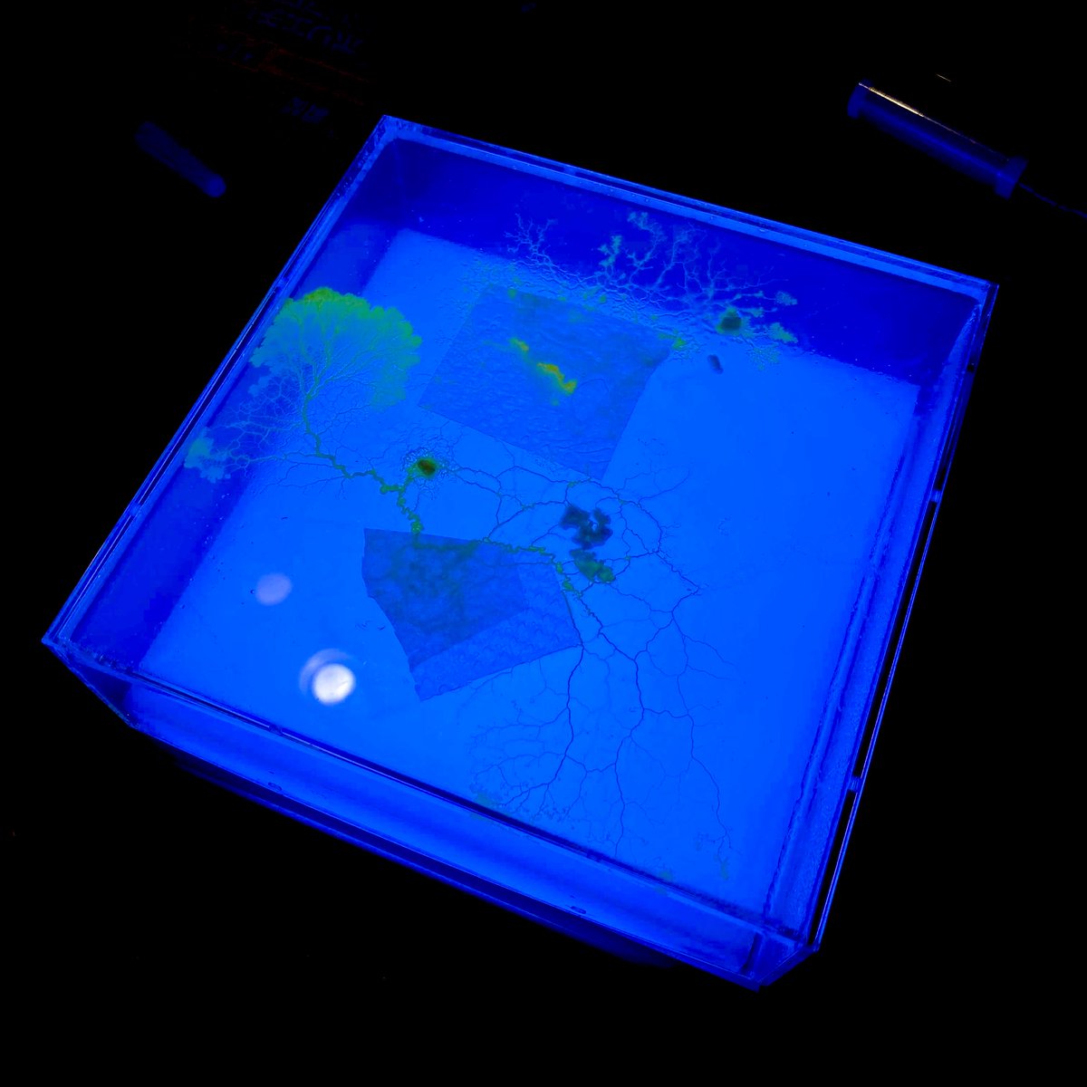 hannasaito_en's tweet photo. Is this slime mold fluorescent? https://t.co/Oyjfe1DZ9y
