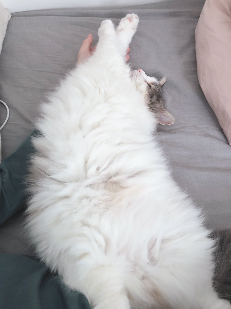 polyloop's tweet image. よく伸びる休日