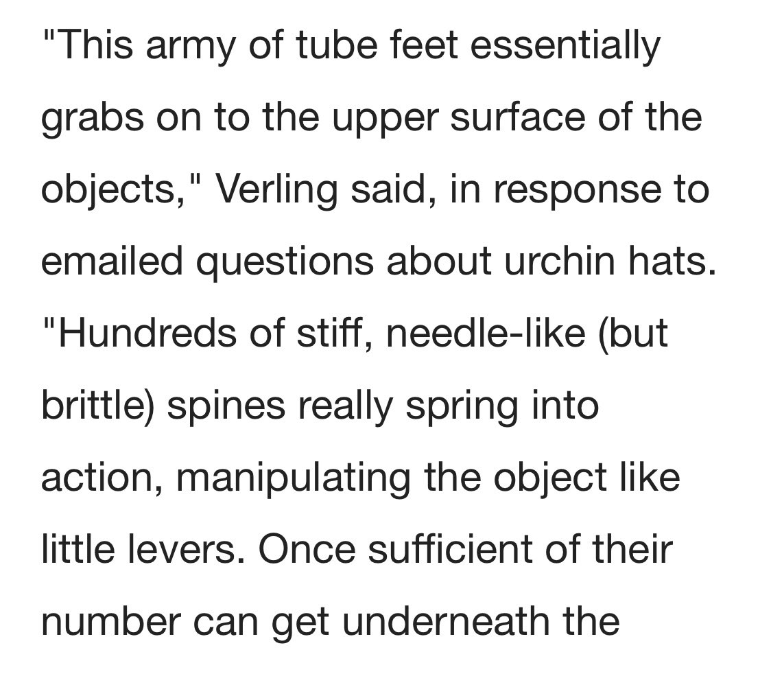 “in response to emailed questions about urchin hats”