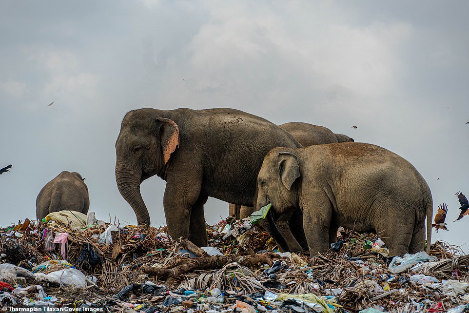 nitinsangwan's tweet photo. In case you have still not realized the scale and impact of the waste we generate.
The images should disturb each of us. https://t.co/qSHx8sDRK2
