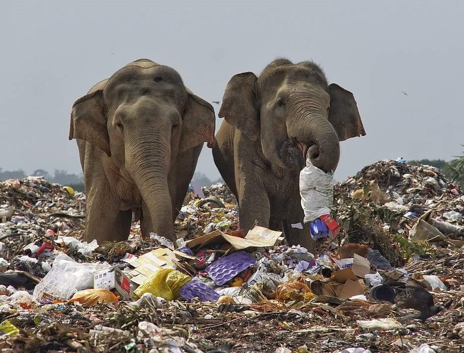 nitinsangwan's tweet photo. In case you have still not realized the scale and impact of the waste we generate.
The images should disturb each of us. https://t.co/qSHx8sDRK2