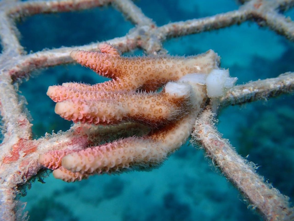 CoralNurture's tweet photo. It's going to be a hive of activity and we'll be giving you regular updates. 
In the mean time keep your toes, fins, tentacles or polyps crossed that we can get the team to the reef!
#fieldwork #marinescience #ClimateActionNow #reefresearch #GreatBarrierReef https://t.co/YrkmzHuxru