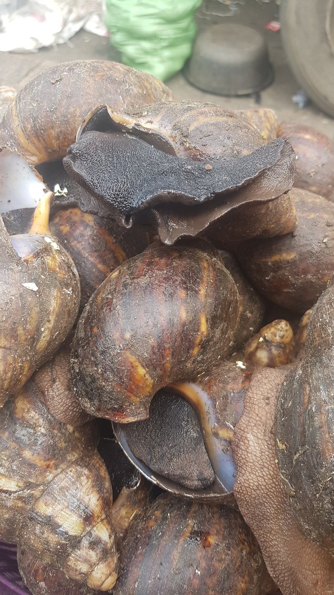 decfarms's tweet photo. Good Morning! Great week ahead. #MondayMotivation #mondaythoughts i am your plug for fresh snails of various sizes at affordable prices as low as 300 naira. RT is ๐ as my client are on your TL. #TREM Zamfara #Recession2 Shola #LIVLEI #Zlatan maiduguri gbadamosi #BecauseOfTacha https://t.co/oOnq54XTHs