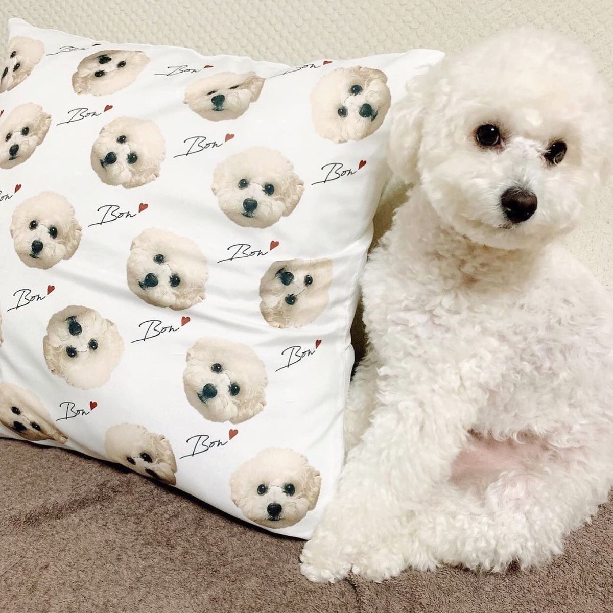 ペットクッション