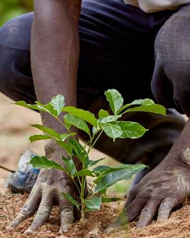 Lets all take care of the environment. We have not inherited it from our ancestors, we are borrowing it from our children.

Small things make a difference.

- Drive less 
- Drink from glass rather than plastic
- keep plastic for recycling 

And 

Please plant a few trees