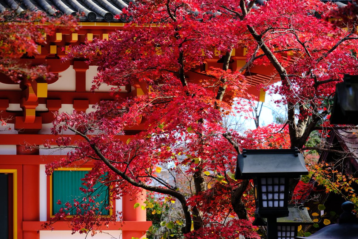 雷神dx 高幡不動尊 紅葉も見頃 高幡不動 紅葉 Xpro2 Xf550
