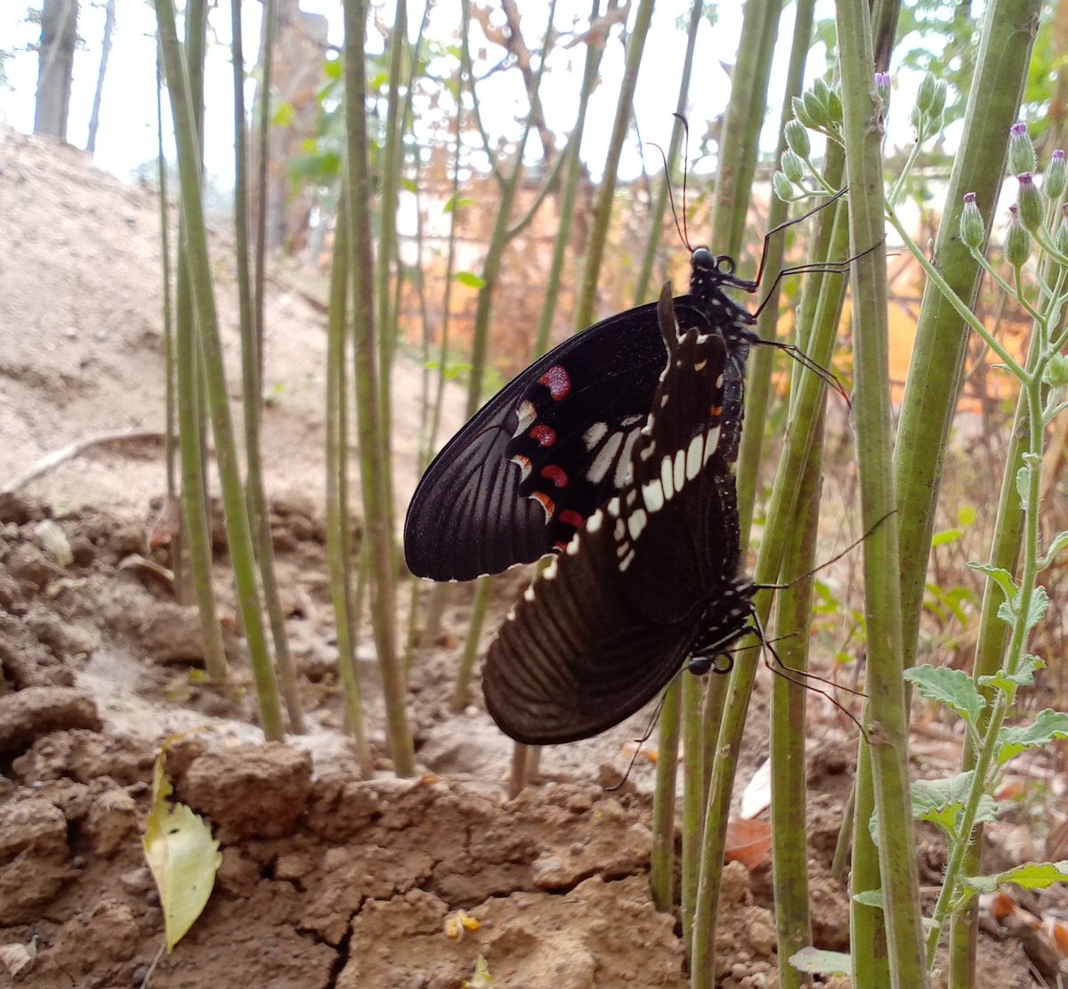 tsr2910's tweet photo. Is this #cohabitation season of #butterflies..? 
A #morningdose,  in today's morning a wonderful meeting with #eggfly at our yard on the pigeon pea tree.
@Bhrigzz @goldsant @tusharshinde212 #indiAves #TwitterNatureCommunity #ThePhotoHour @HumayoonAsad @vivekramkaran @incognito9 https://t.co/8NZ4vmSZ3C