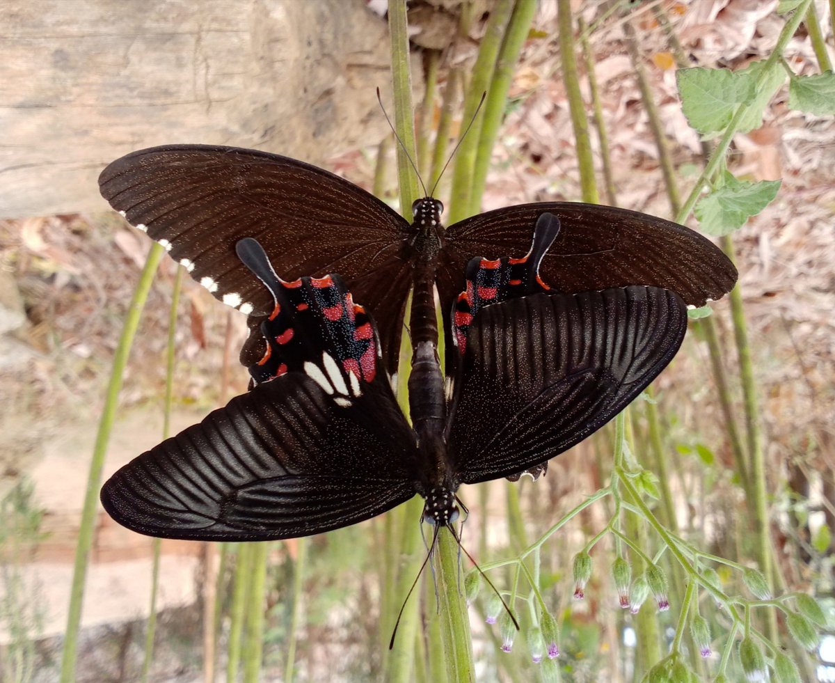 tsr2910's tweet photo. Is this #cohabitation season of #butterflies..? 
A #morningdose,  in today's morning a wonderful meeting with #eggfly at our yard on the pigeon pea tree.
@Bhrigzz @goldsant @tusharshinde212 #indiAves #TwitterNatureCommunity #ThePhotoHour @HumayoonAsad @vivekramkaran @incognito9 https://t.co/8NZ4vmSZ3C