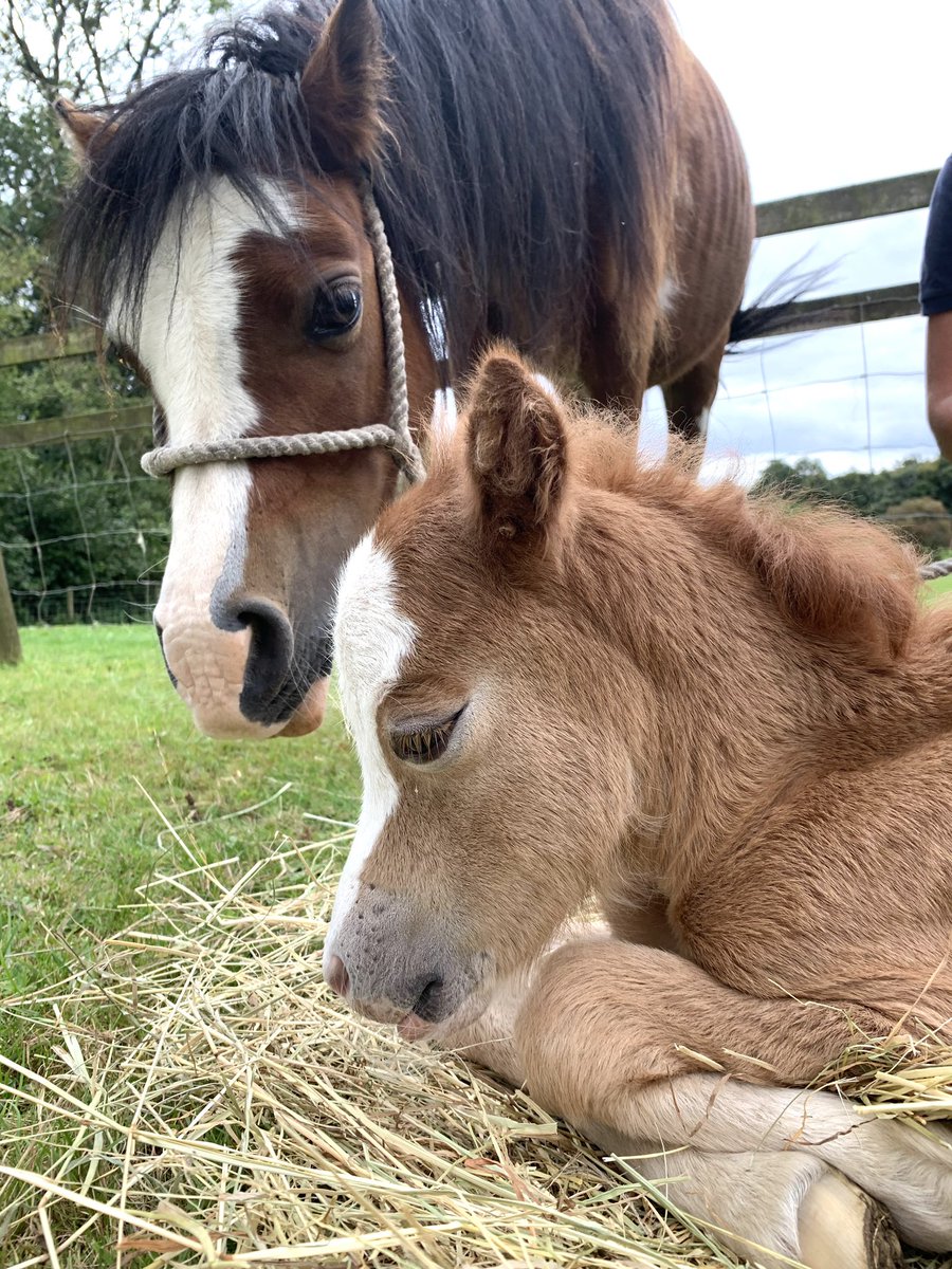wickhamwicks's tweet photo. For Buttons fans😊........ Scrolling through photos and came across pictures of Buttons on the morning she was born. I didn’t dare share any pictures for weeks as we weren’t sure we would get through the hour let alone days! Tiny &amp; weak she is a different foal now 💕#AFighter😍 https://t.co/rMhNurquBY