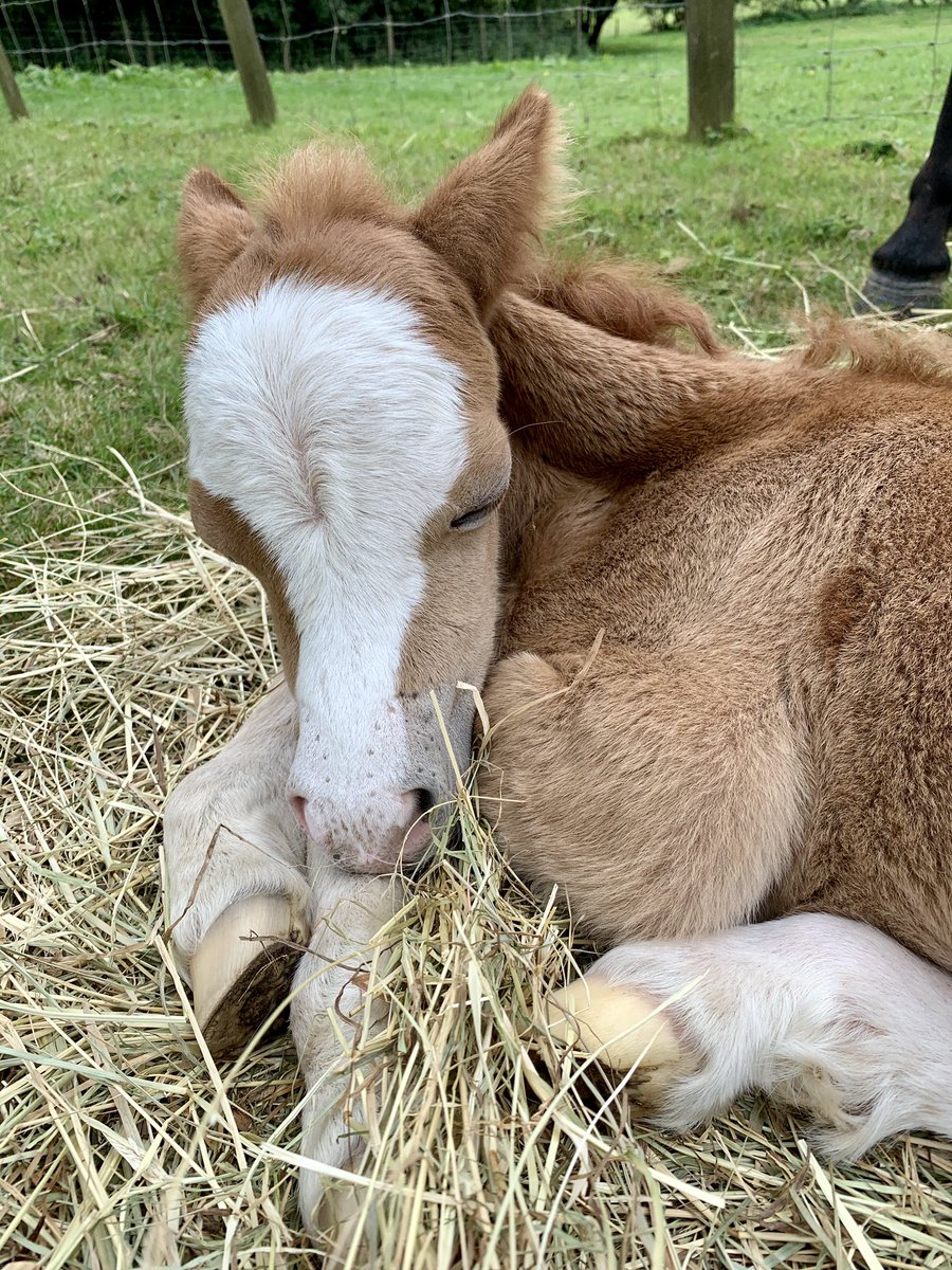 wickhamwicks's tweet photo. For Buttons fans😊........ Scrolling through photos and came across pictures of Buttons on the morning she was born. I didn’t dare share any pictures for weeks as we weren’t sure we would get through the hour let alone days! Tiny &amp; weak she is a different foal now 💕#AFighter😍 https://t.co/rMhNurquBY