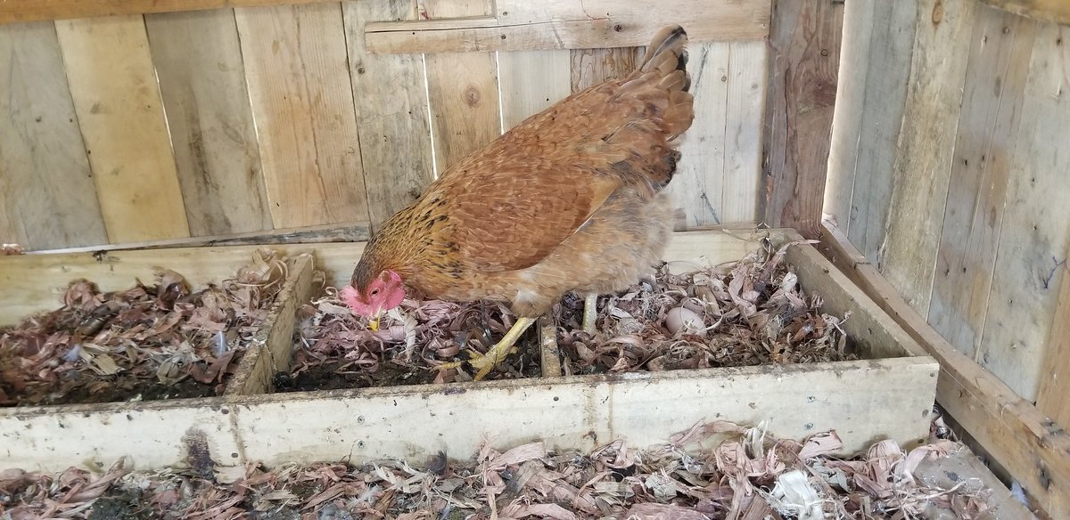 Wambo is our second hen to start laying eggs. Huyu nikama nitaacha eggs zake zihatch tuget vigaranga. &ndash; bei  Imara Daima