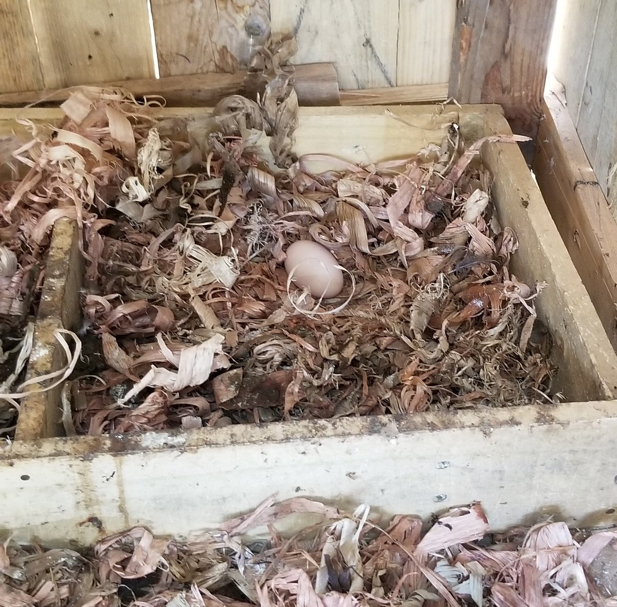 Wambo is our second hen to start laying eggs. Huyu nikama nitaacha eggs zake zihatch tuget vigaranga. &ndash; bei  Imara Daima