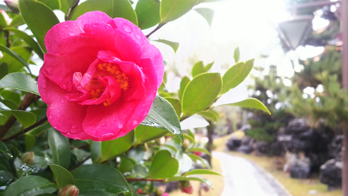 中国庭園燕趙園 めっきり寒くなってきましたが その中で色鮮やかな 山茶花 さざんか が園内で咲いています 山茶花と椿 似ていますがこちらは山茶花なんです 艸 山茶花が終わった後に今度は椿が咲き始めます 山茶花と椿 違いを調べてから